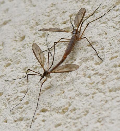 Tipula paludosa